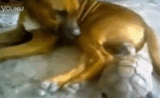 【驚愕GIF】亀に金玉を食いちぎられる犬をご覧くださいwwwwwwwwww